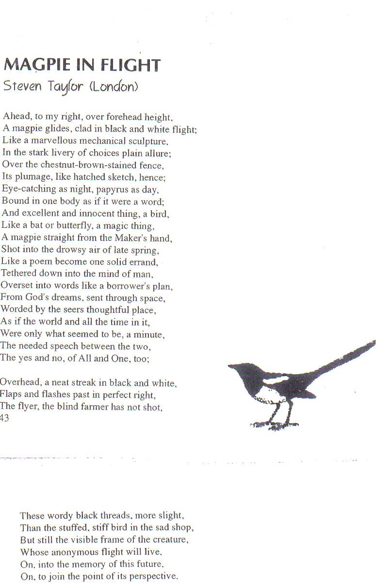 magpie-in-flight
